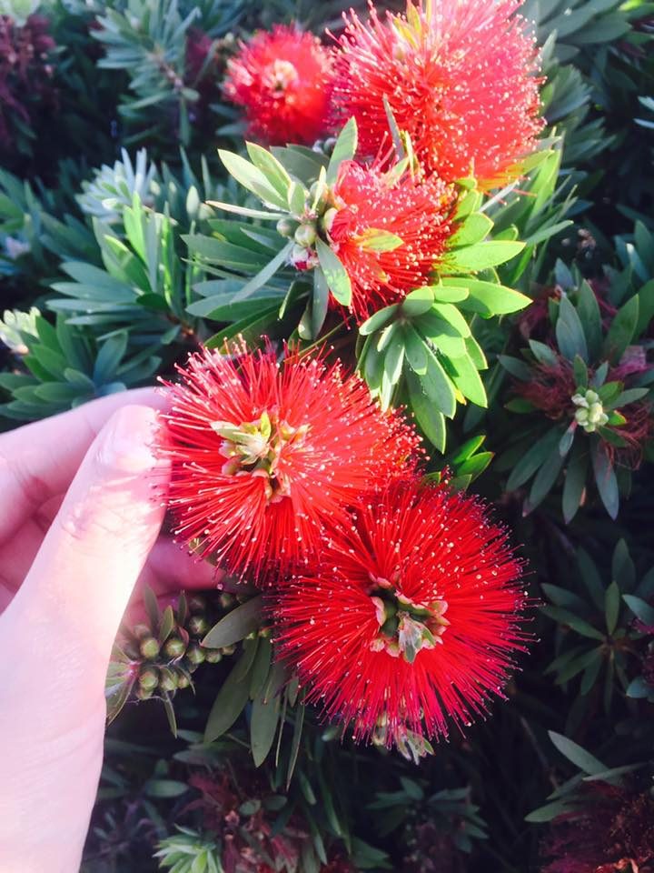 Auckland, New Zealand photo 7