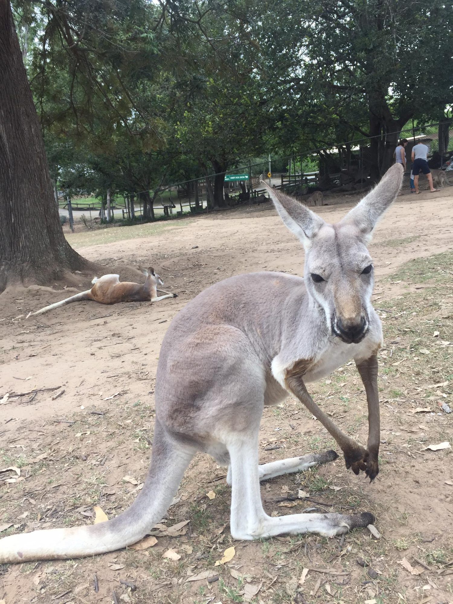 Brisbane, Australia photo 3