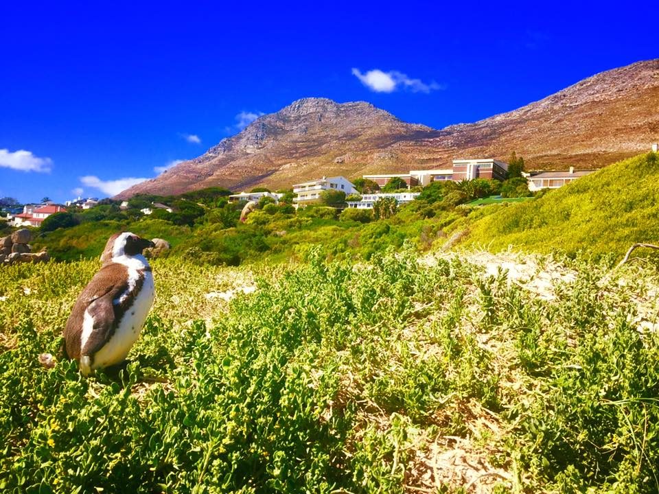Cape Town, South Africa photo 3
