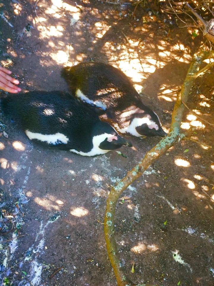 Cape Town, South Africa photo 7