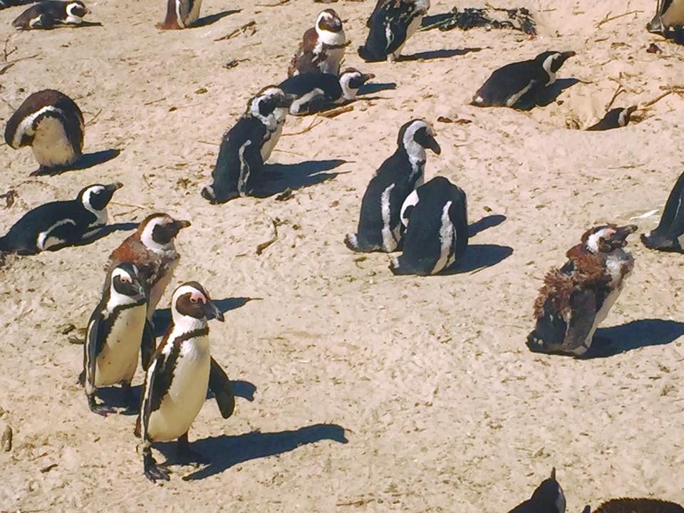 Cape Town, South Africa photo 11