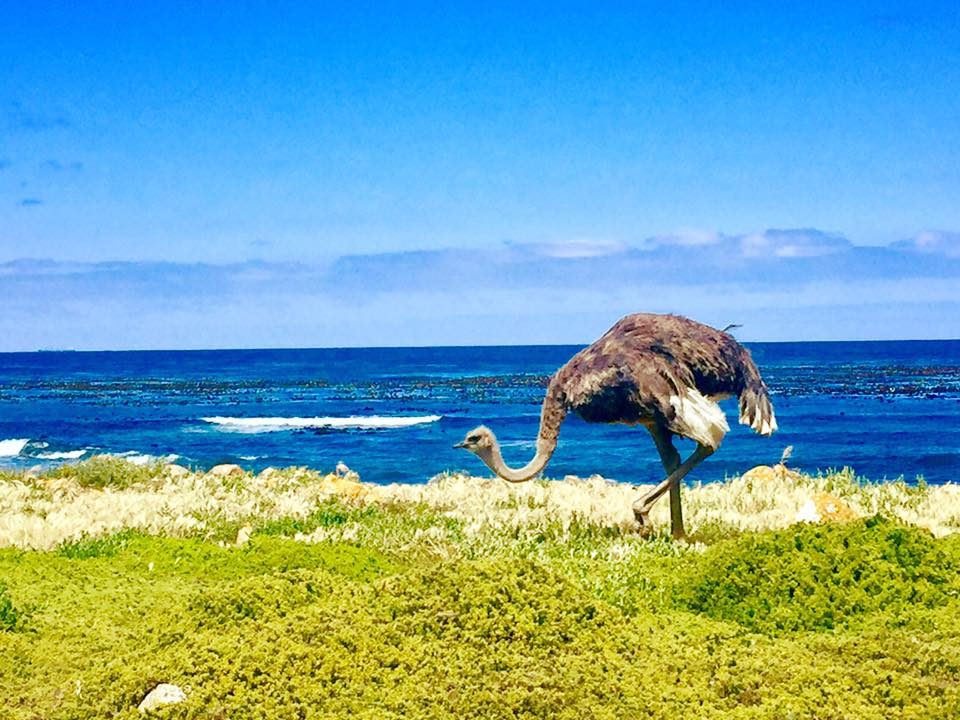 Cape Town, South Africa photo 12