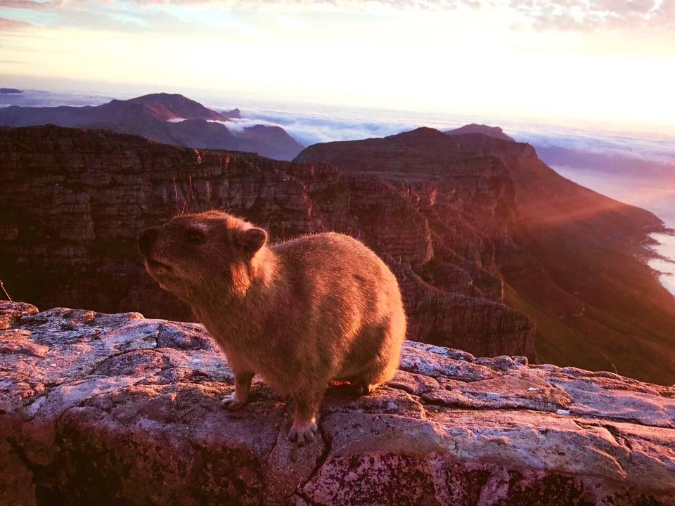 Cape Town, South Africa photo 26