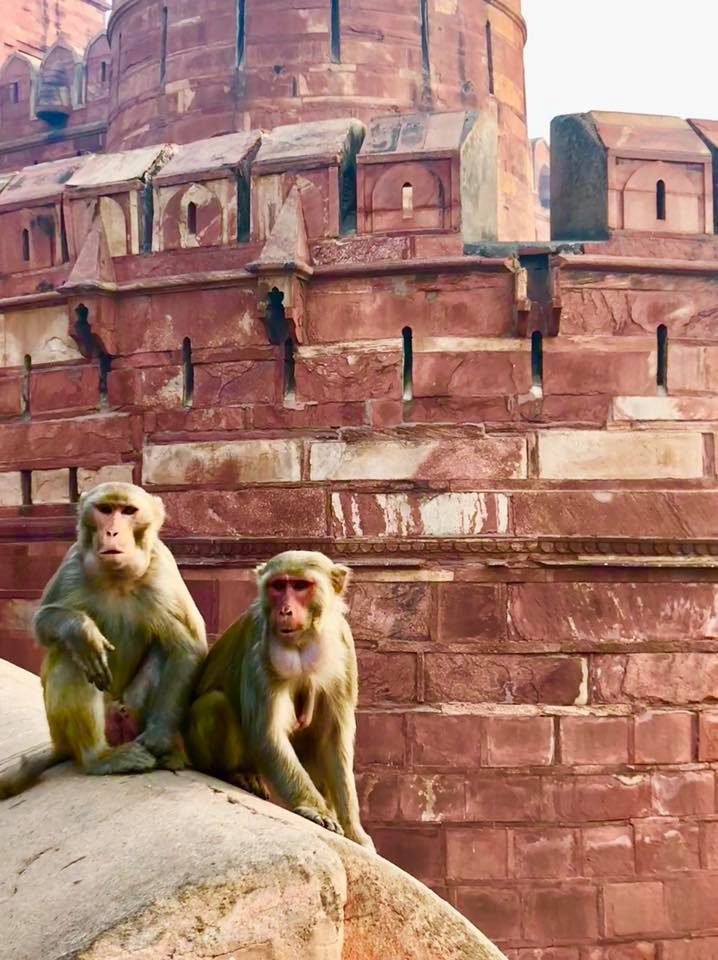 Delhi & Agra, India photo 14
