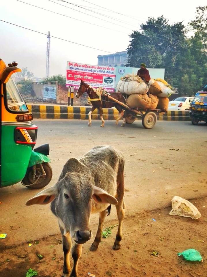 Delhi & Agra, India photo 16