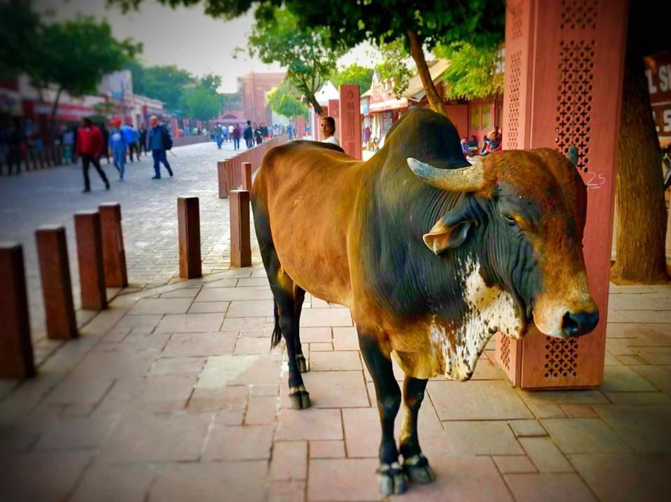 Delhi & Agra, India photo 26