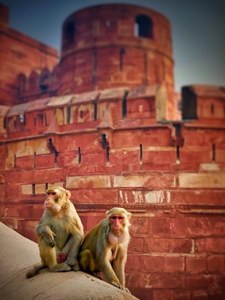 Delhi & Agra, India photo 36