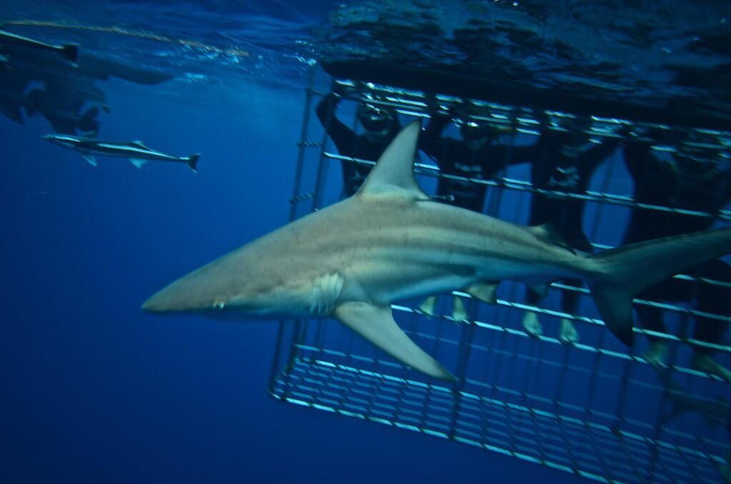 Durban, South Africa photo 4