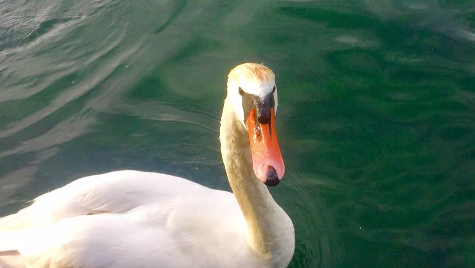 Geneva, Switzerland photo 28