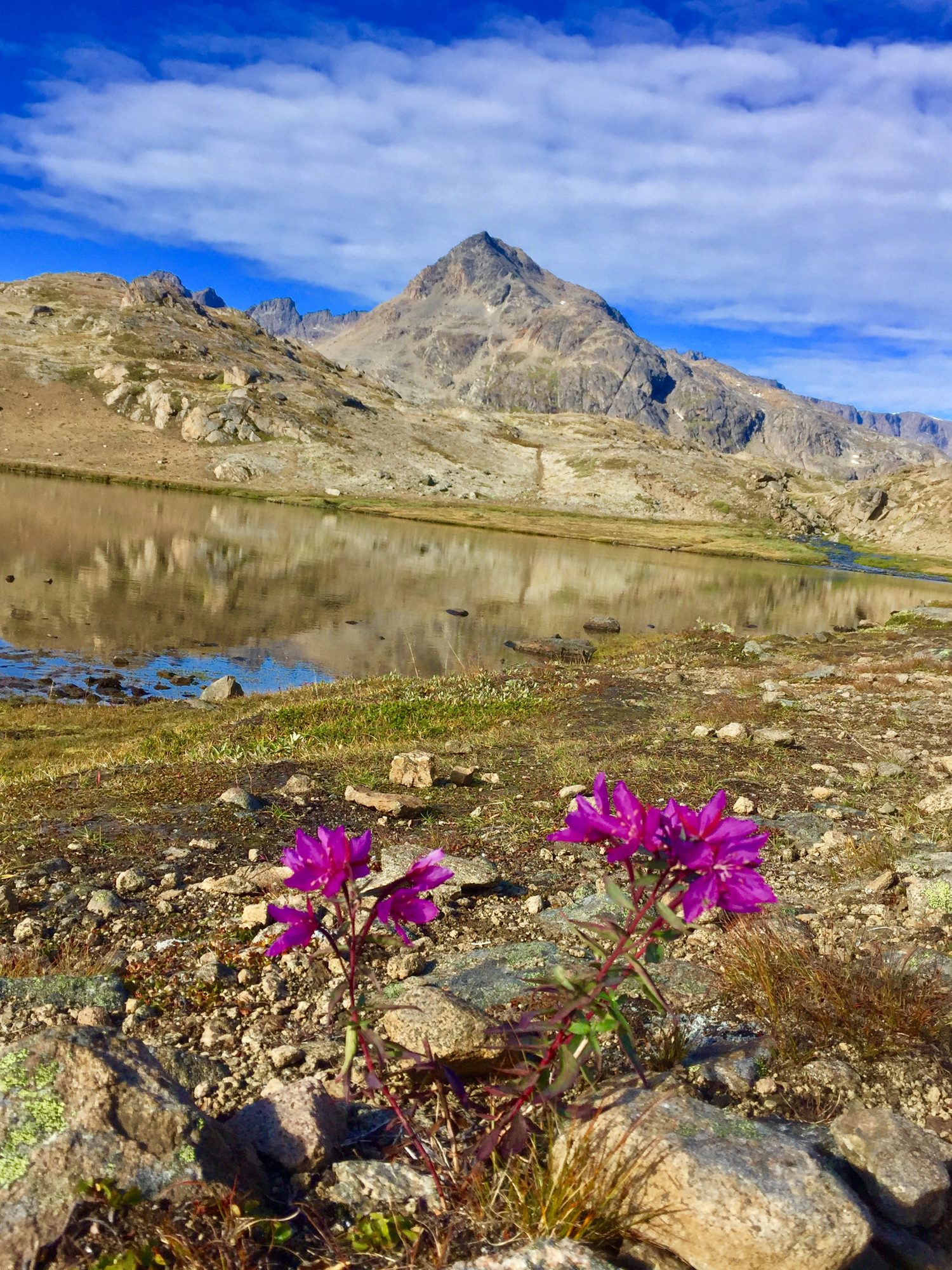 Pink Arctic wildflowers with a mountain behind