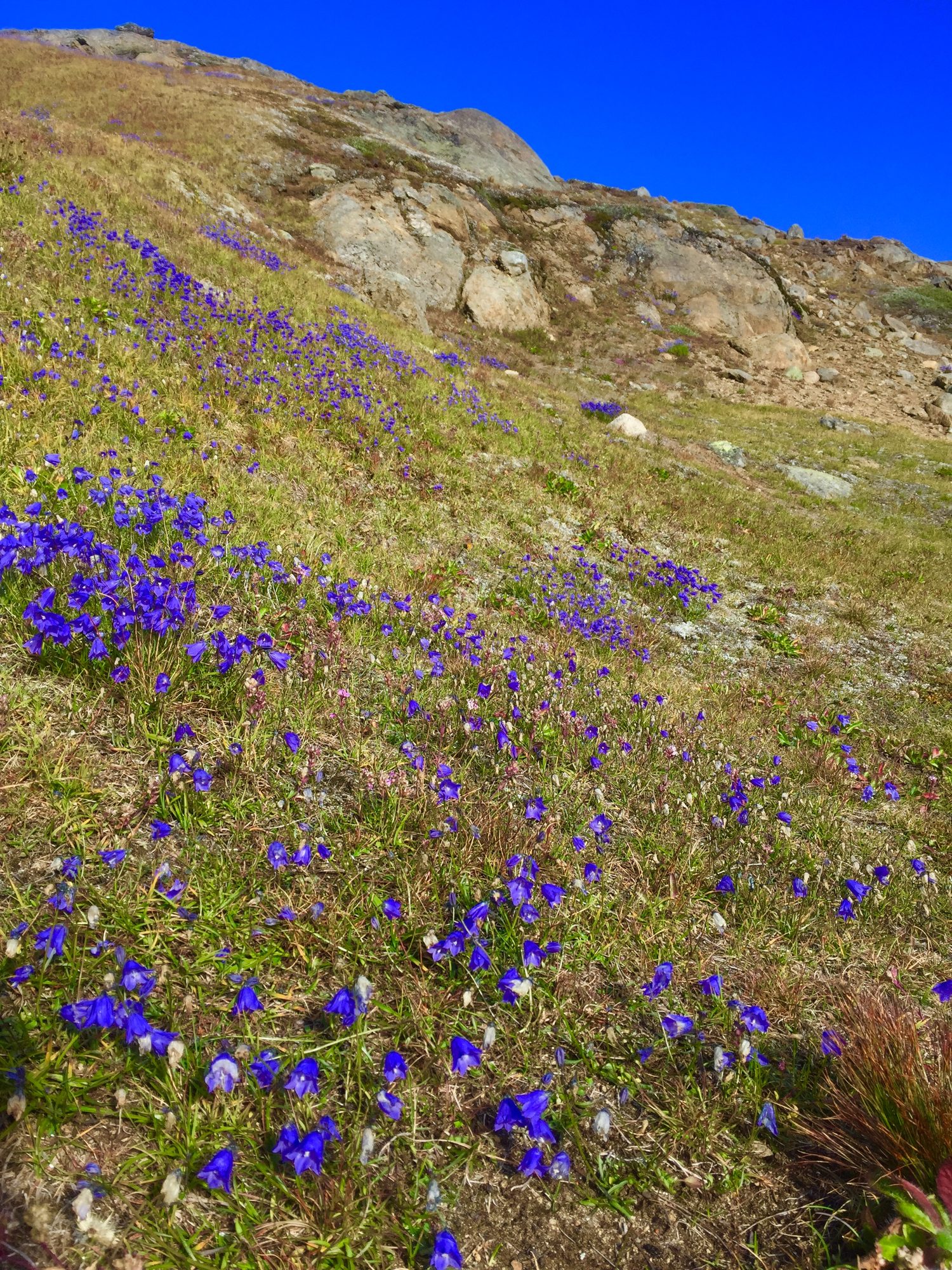 Greenland photo 111