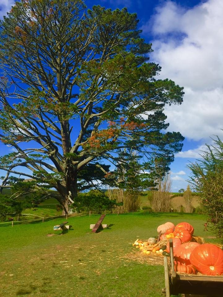 Hobbiton, New Zealand photo 8