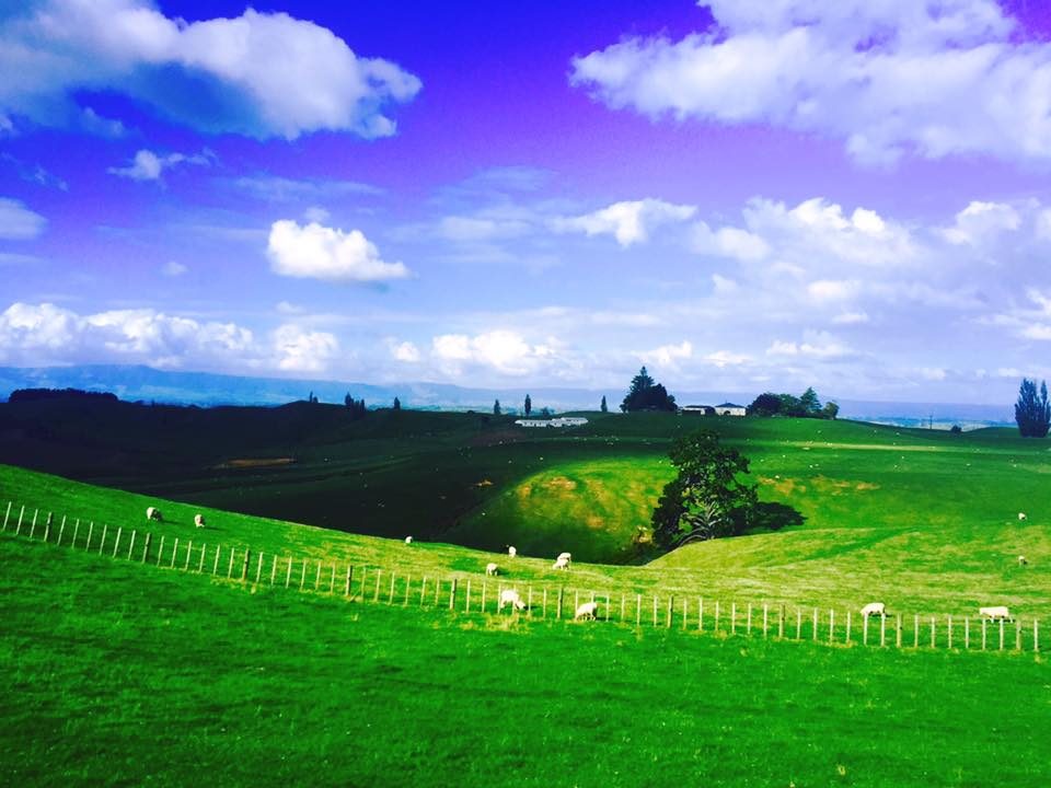 Hobbiton, New Zealand photo 28