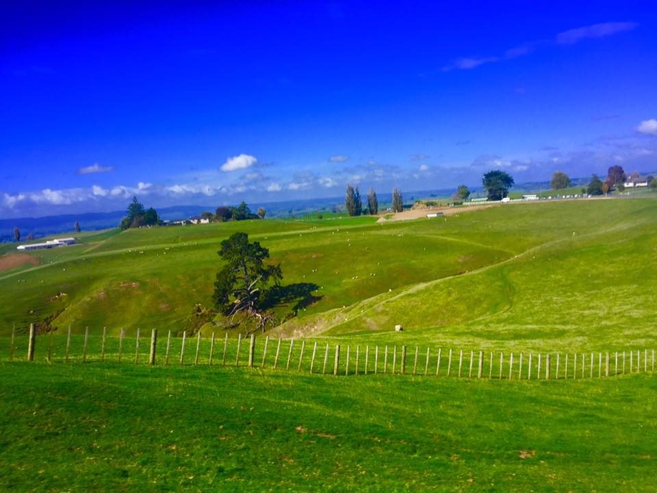 Hobbiton, New Zealand photo 29