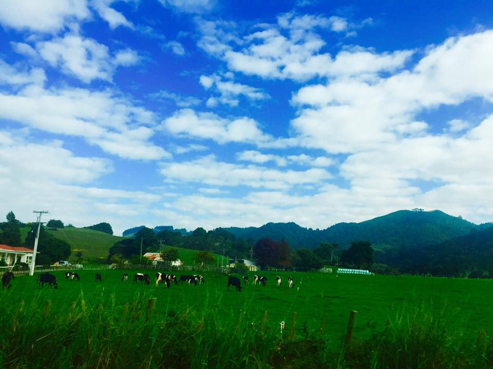 Hobbiton, New Zealand photo 30