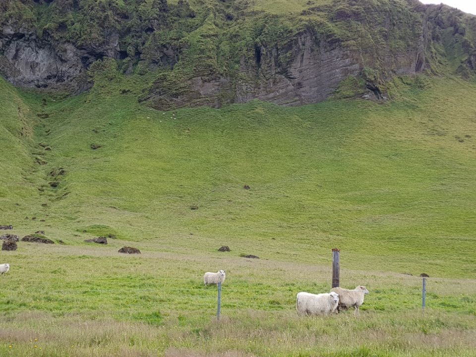 Icelandic sheep grazing below a mossy cliff