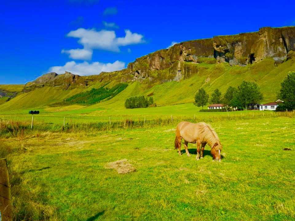 A honey-colored Icelandic horse grazing in a green field