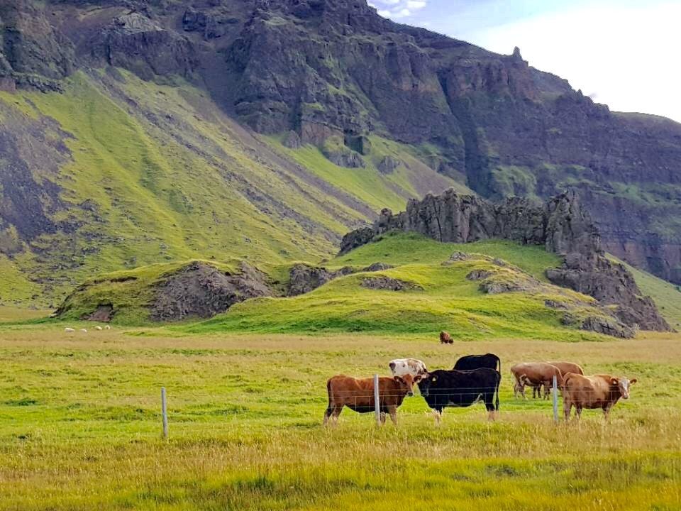 Icelandic cows in a pasture below dramatic cliffs