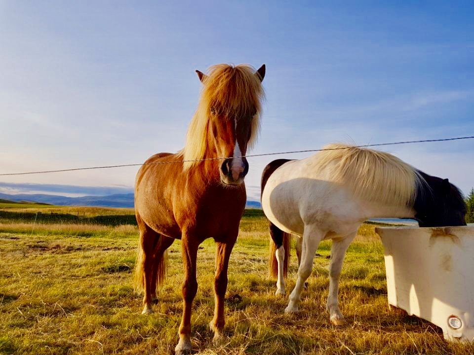 Iceland photo 20