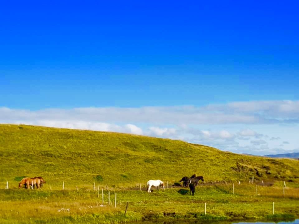 Iceland photo 230