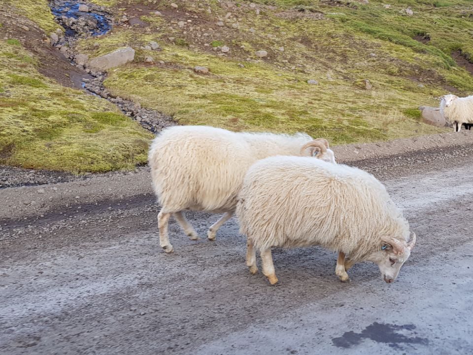 Iceland photo 329