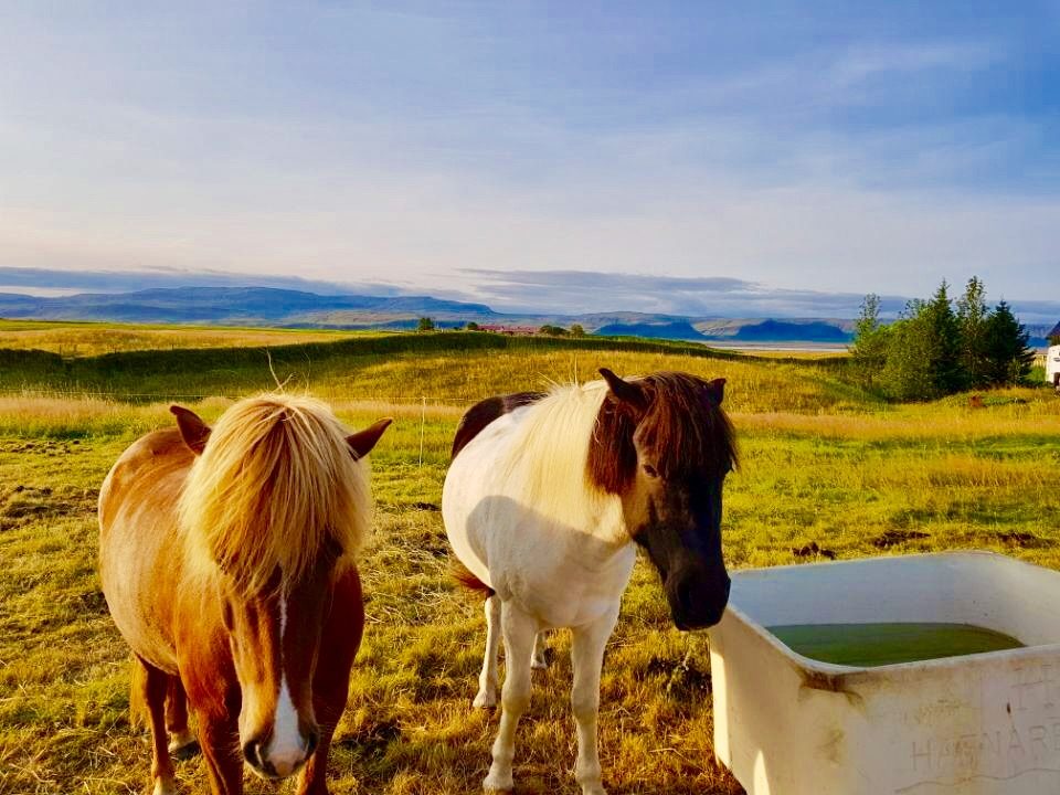 Iceland photo 340