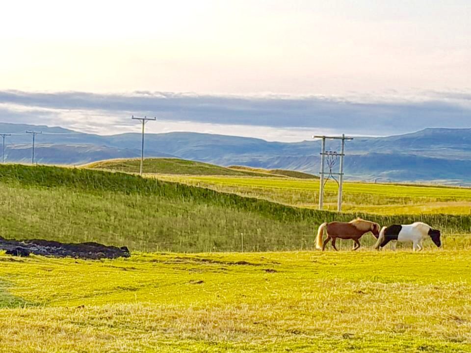 Iceland photo 390