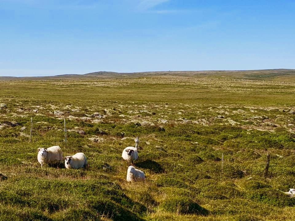 Iceland photo 77