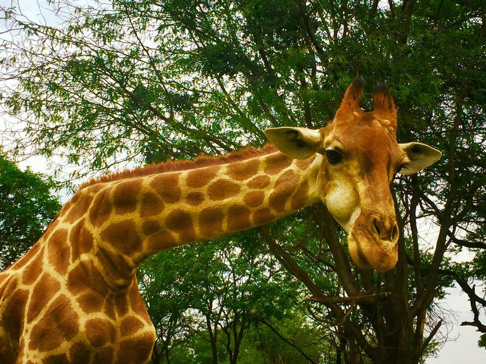 Johannesburg, South Africa photo 1