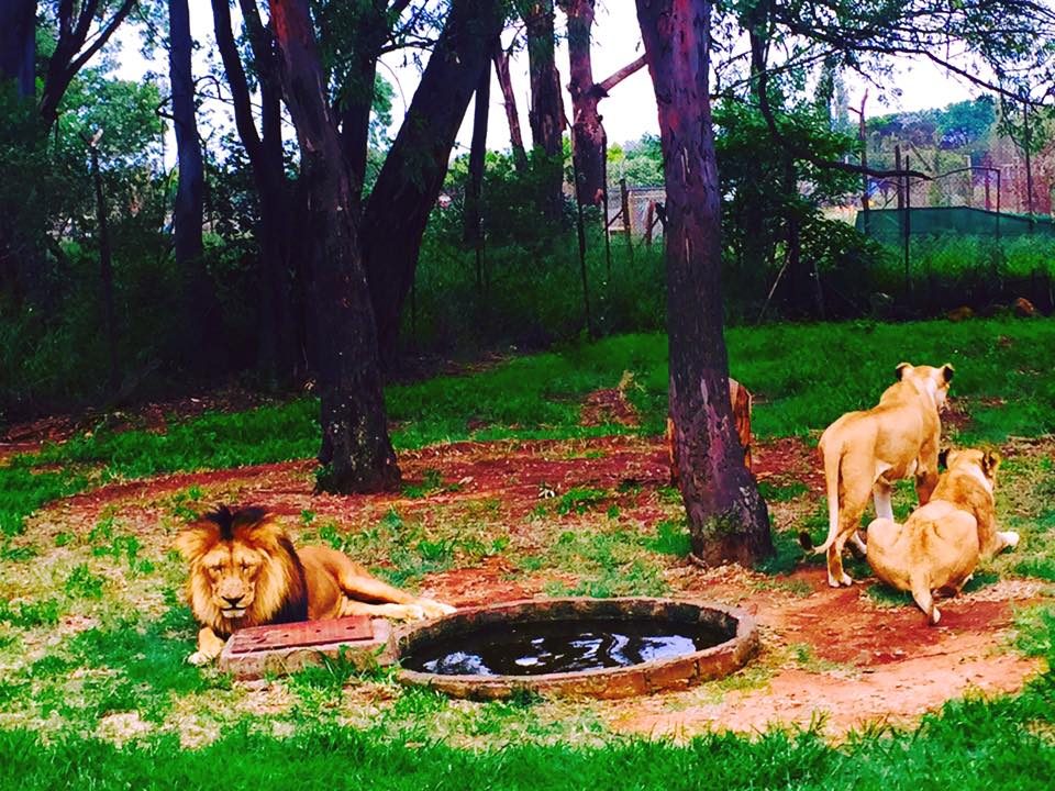 Johannesburg, South Africa photo 5