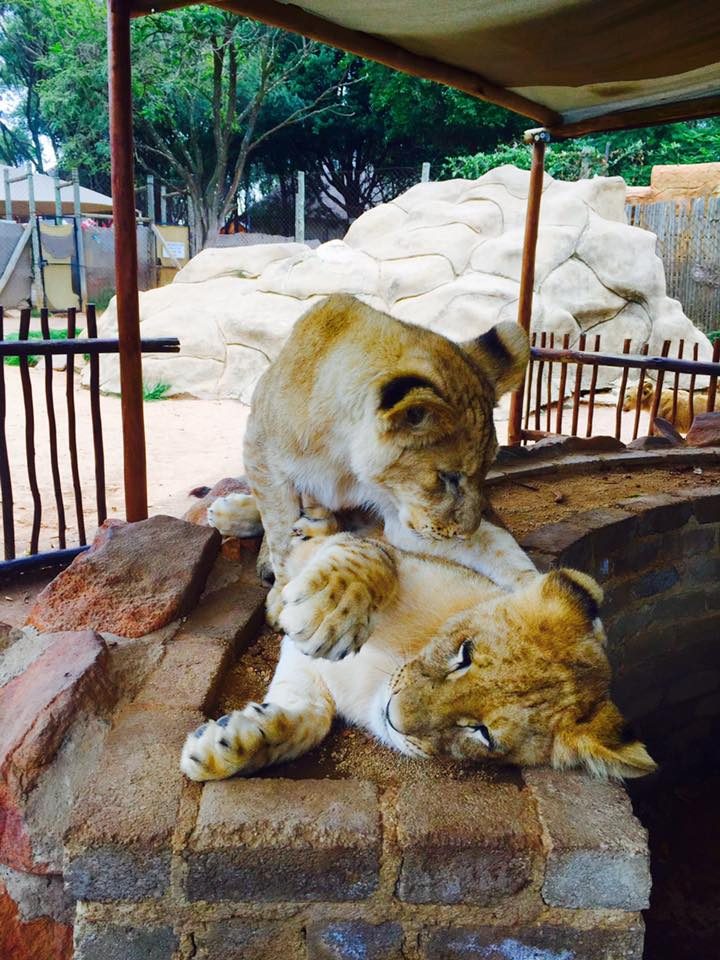 Johannesburg, South Africa photo 7