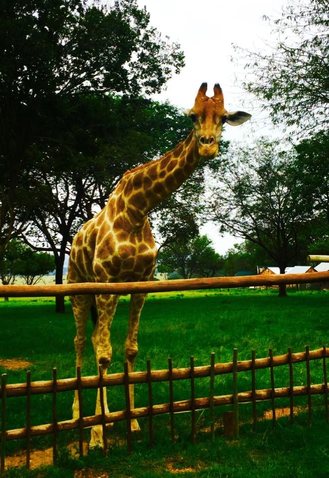 Johannesburg, South Africa photo 9