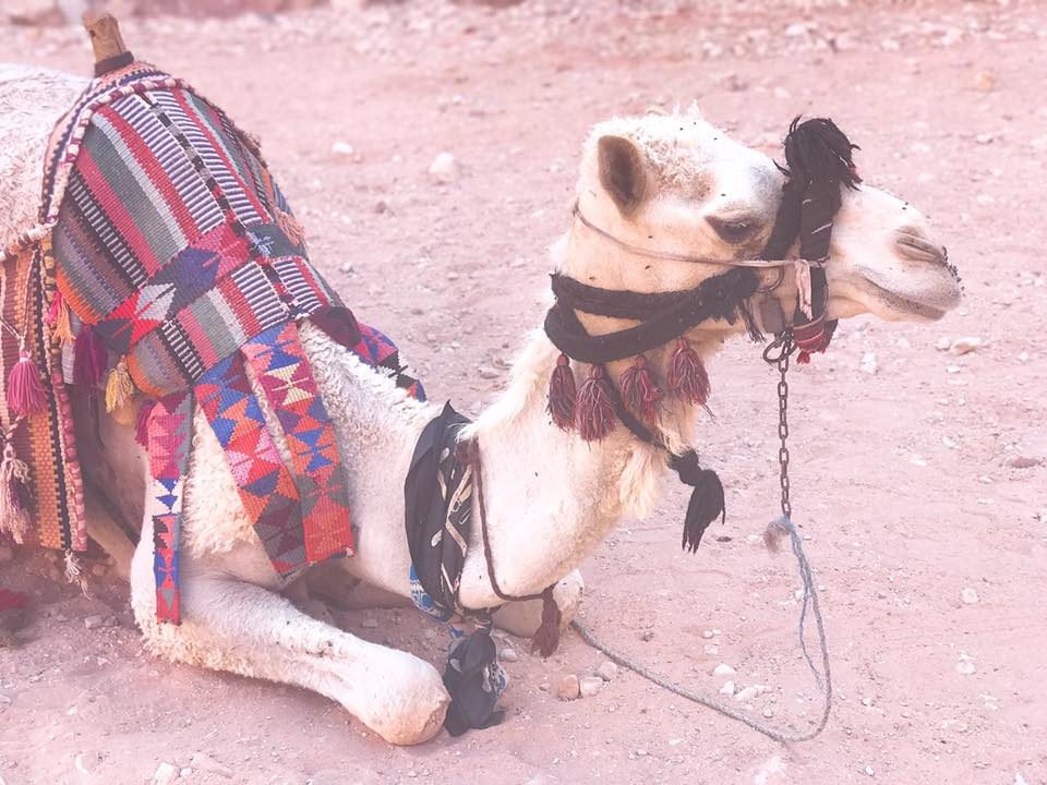 Petra & Jerash, Jordan photo 49