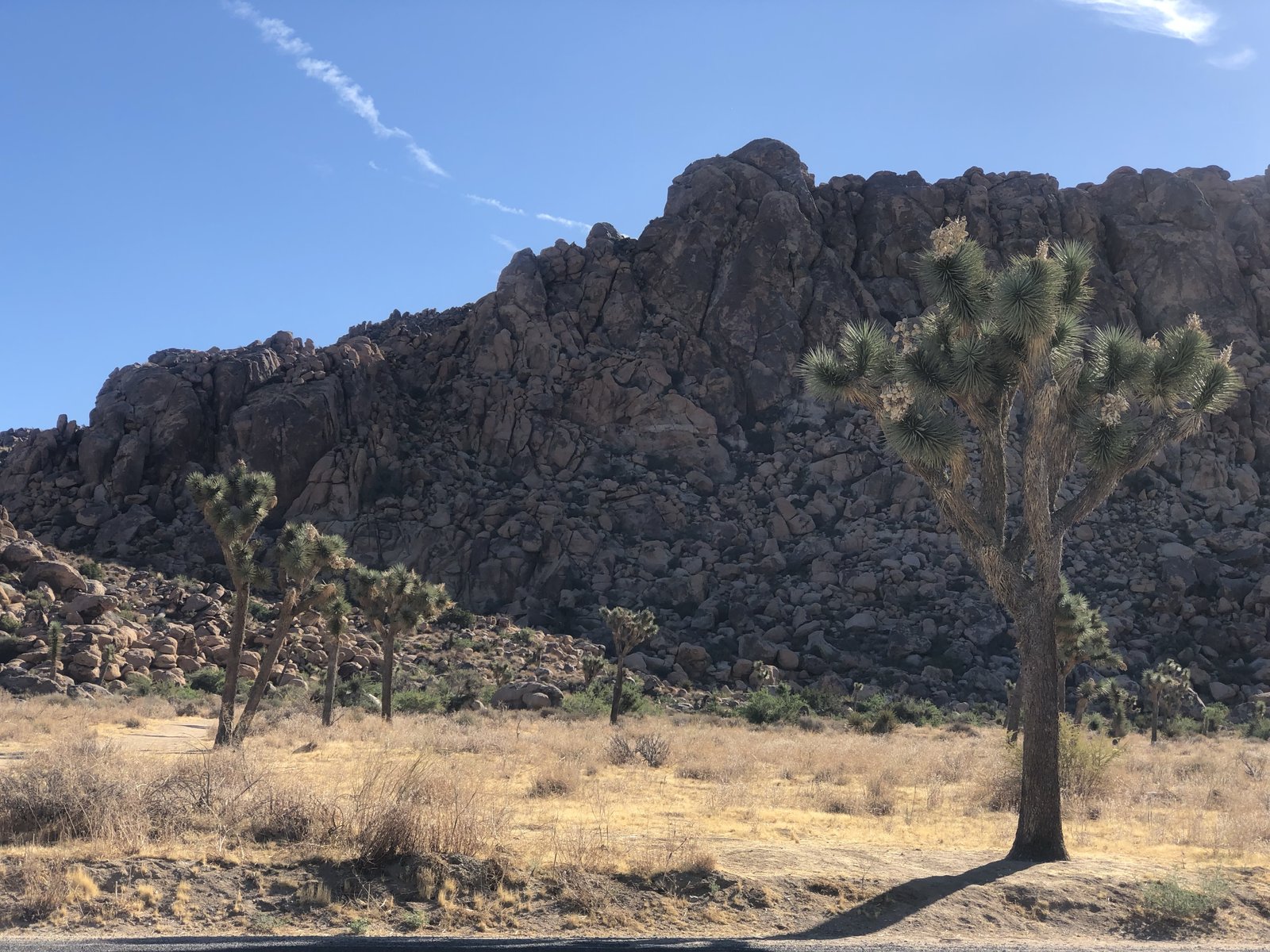 Joshua Tree National Park, California