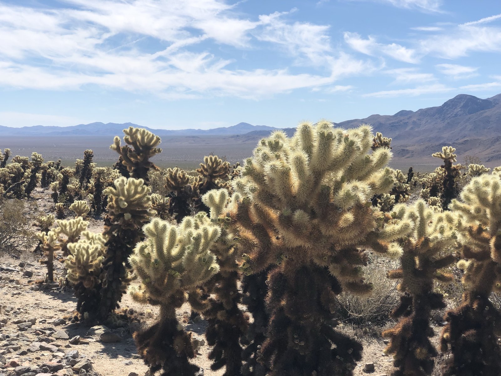 Joshua Tree National Park, California photo 2