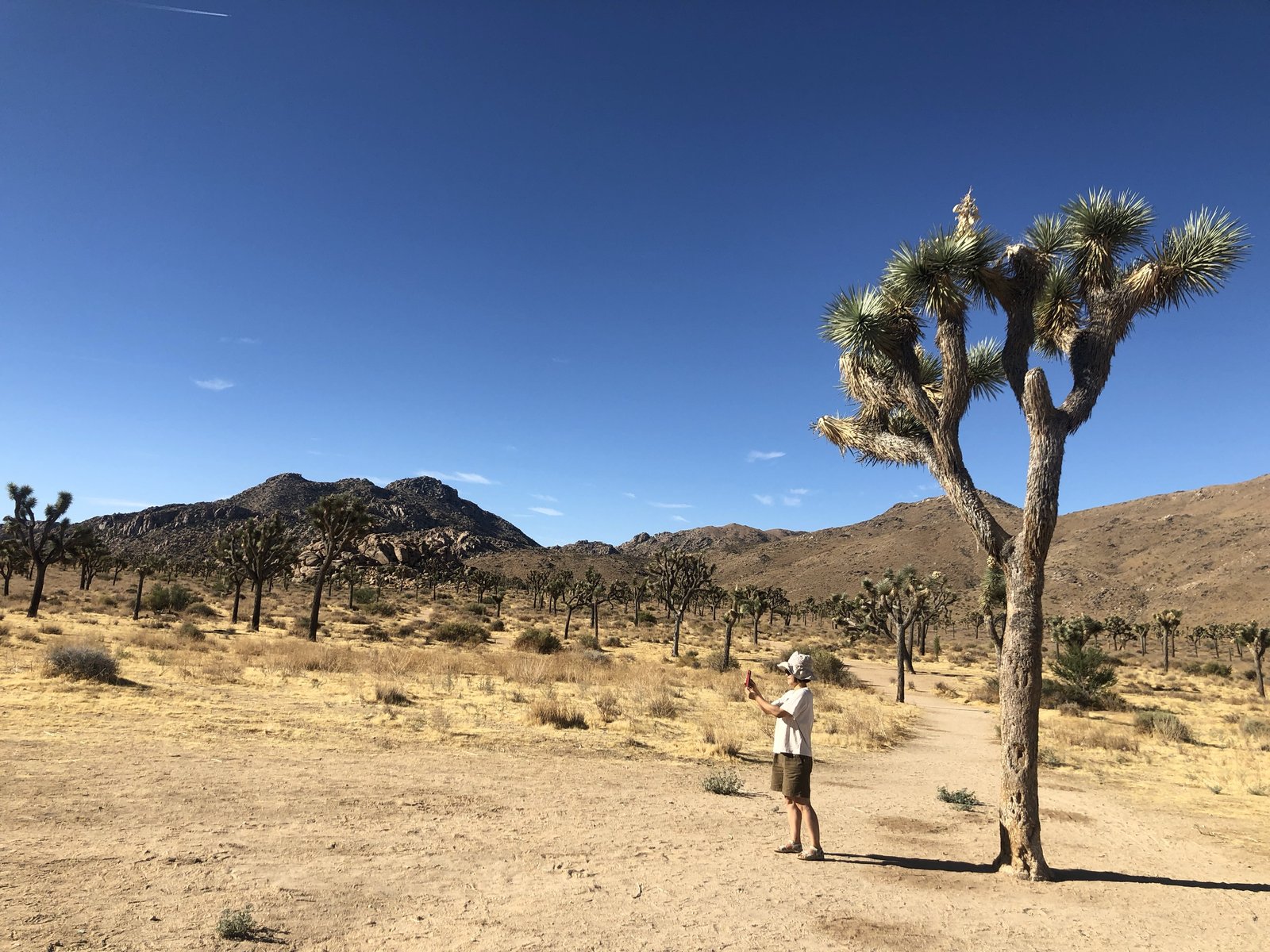 Joshua Tree National Park, California photo 3