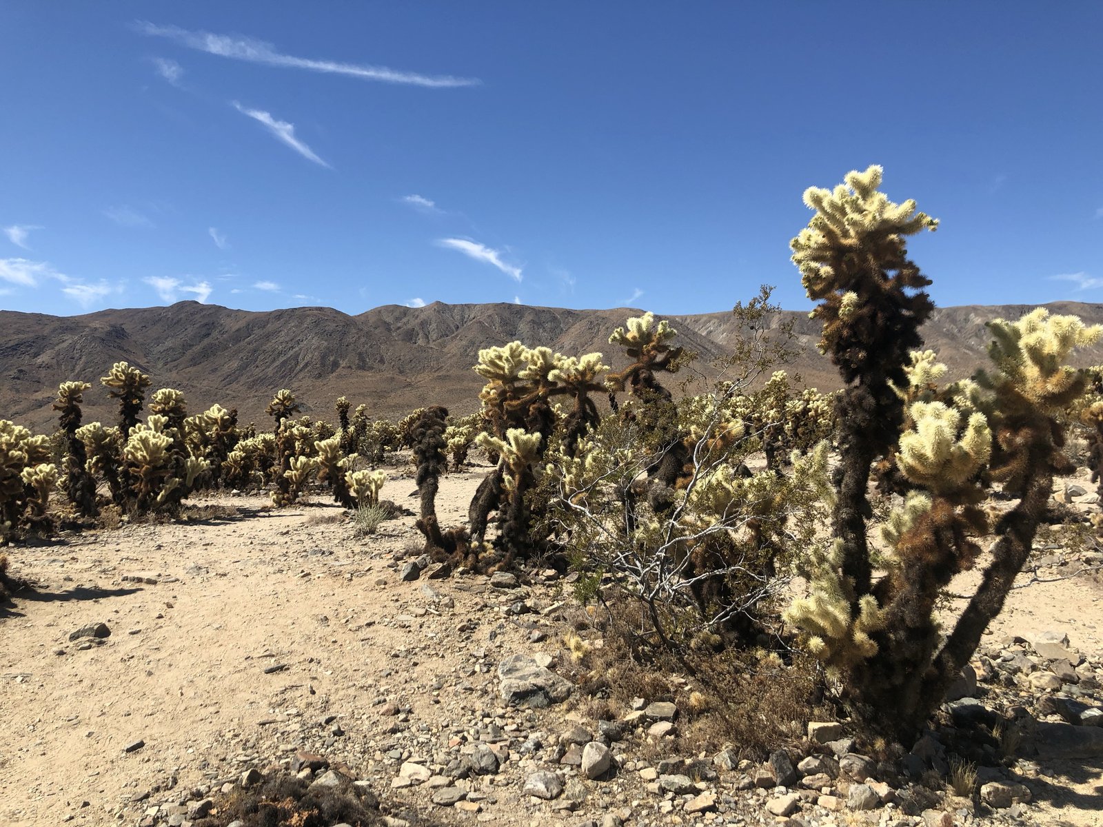 Joshua Tree National Park, California photo 5