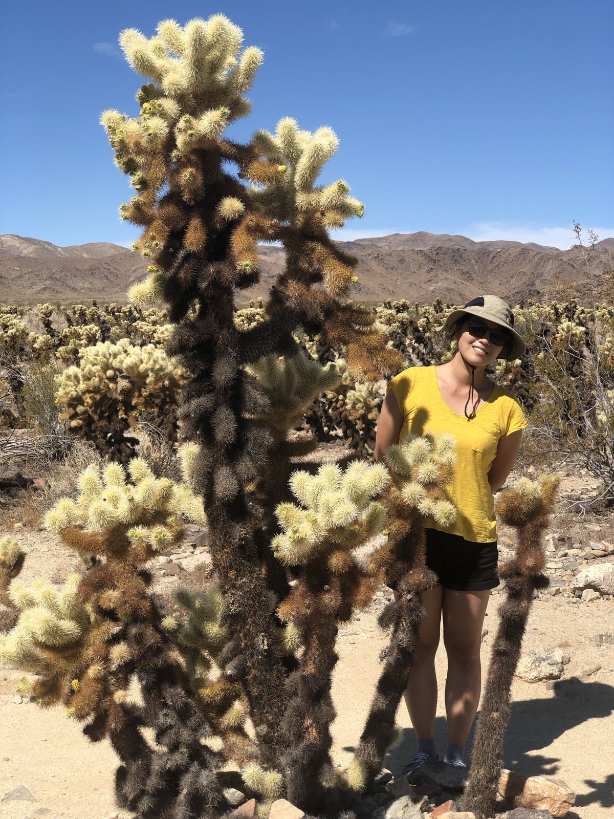 Joshua Tree National Park, California photo 7