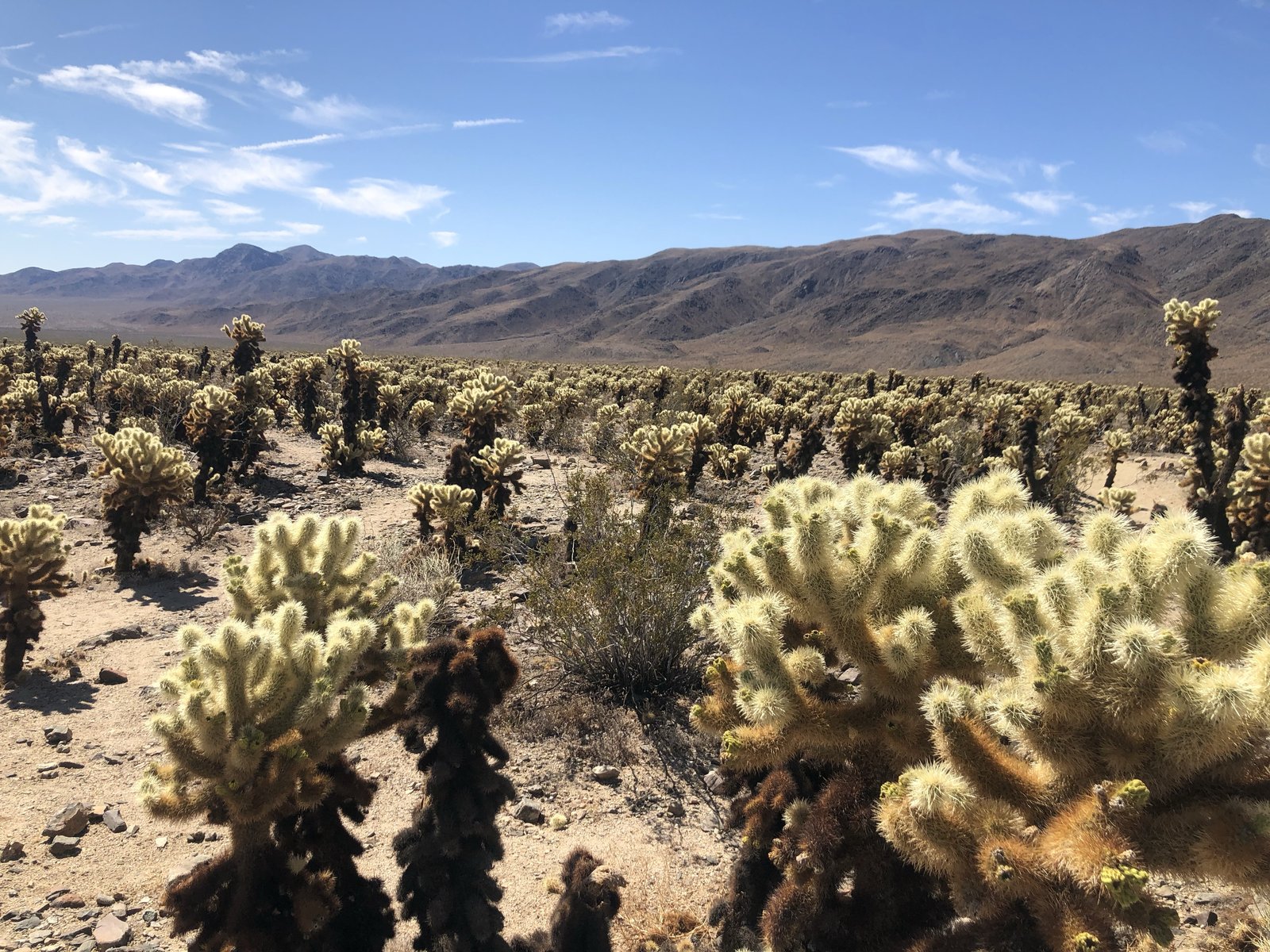 Joshua Tree National Park, California photo 8