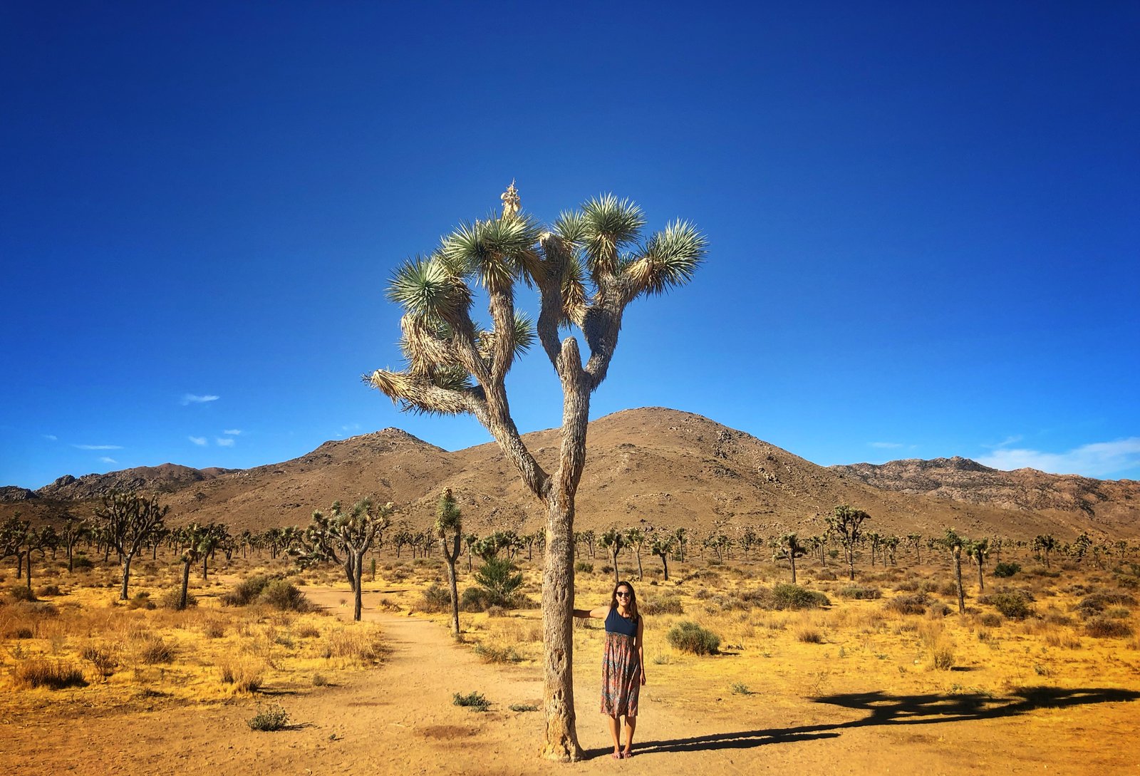 Joshua Tree National Park, California photo 9