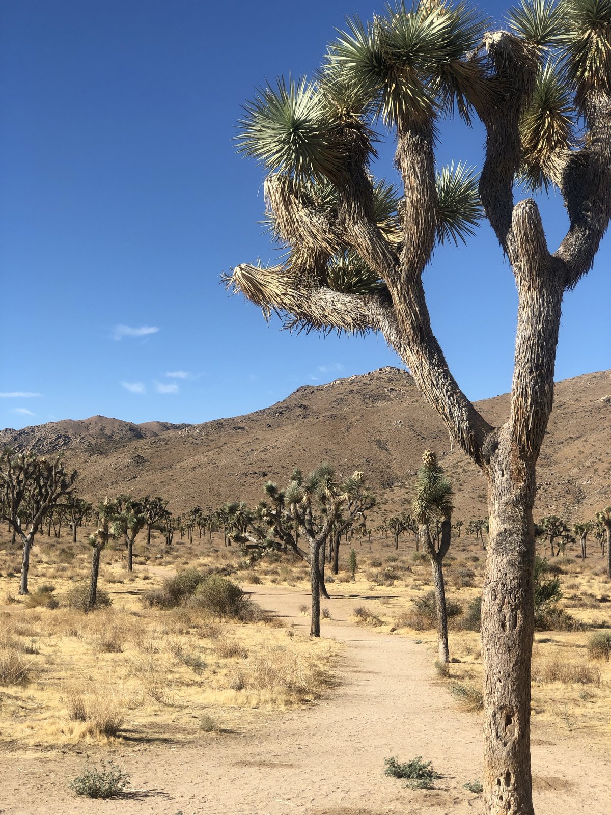 Joshua Tree National Park, California photo 11