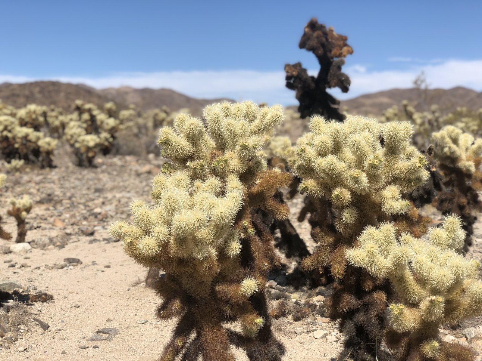 Joshua Tree National Park, California photo 12