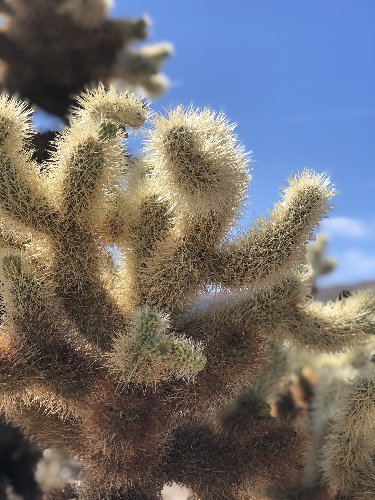 Joshua Tree National Park, California photo 14