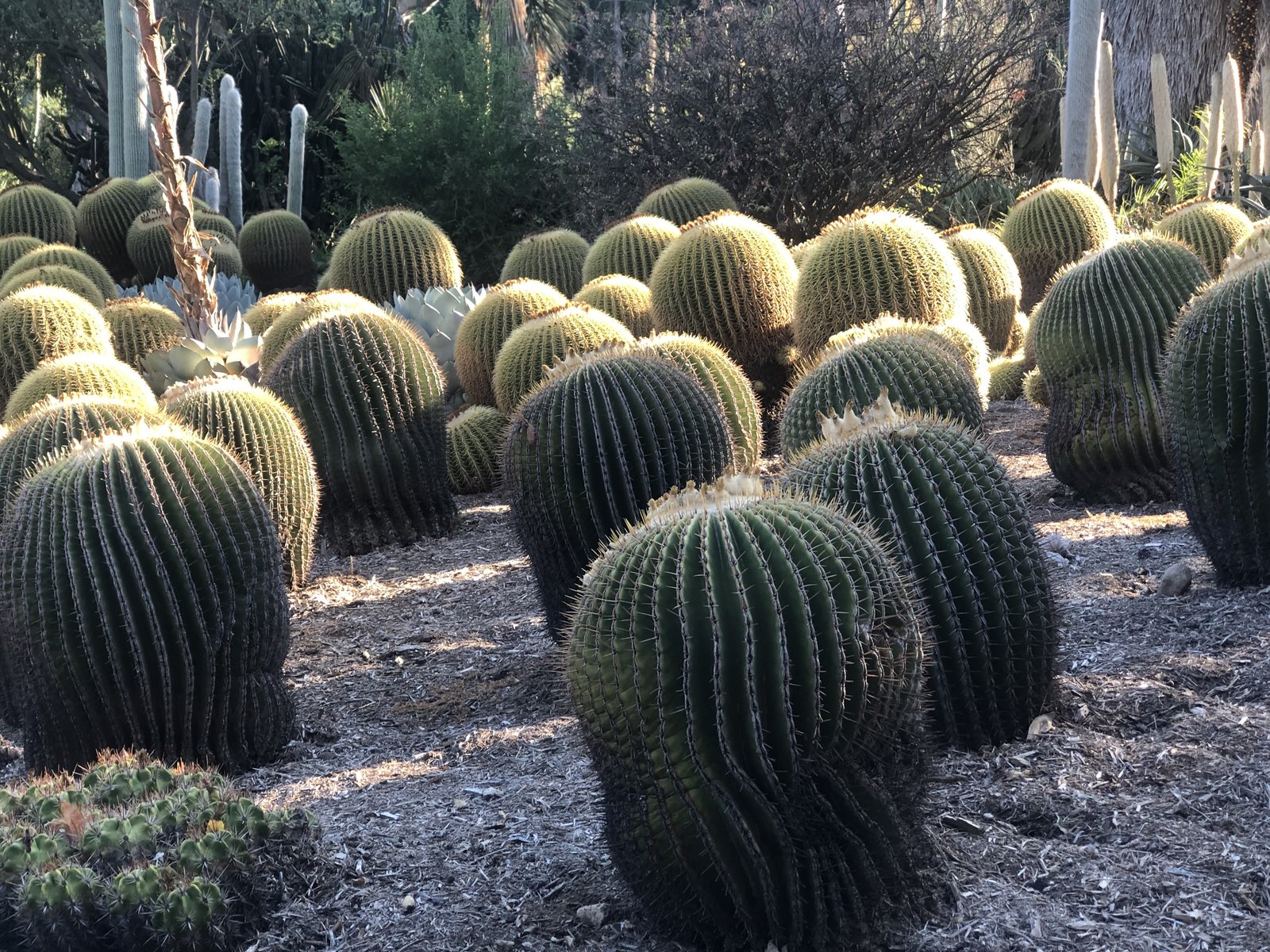 Los Angeles, USA photo 36