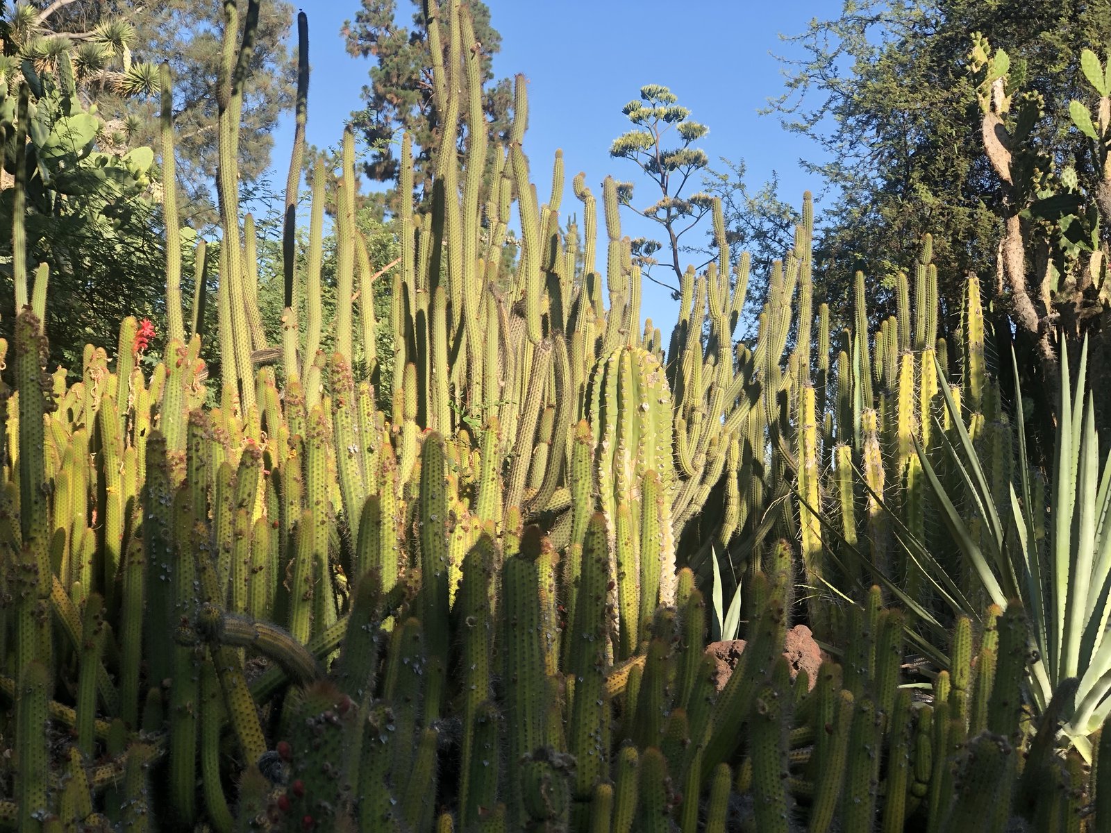 Los Angeles, USA photo 45