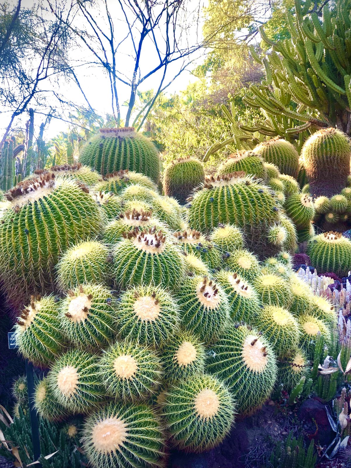 Los Angeles, USA photo 47