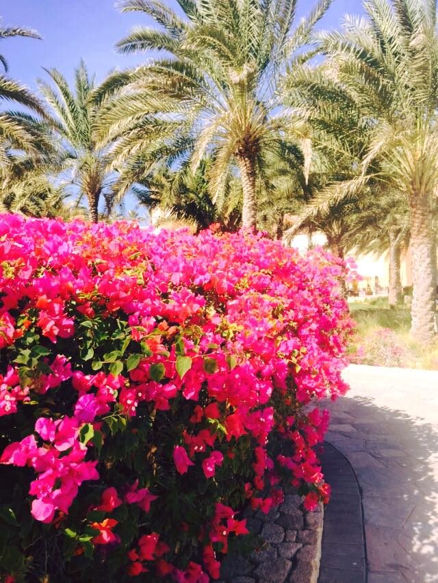 Muscat, Oman photo 15
