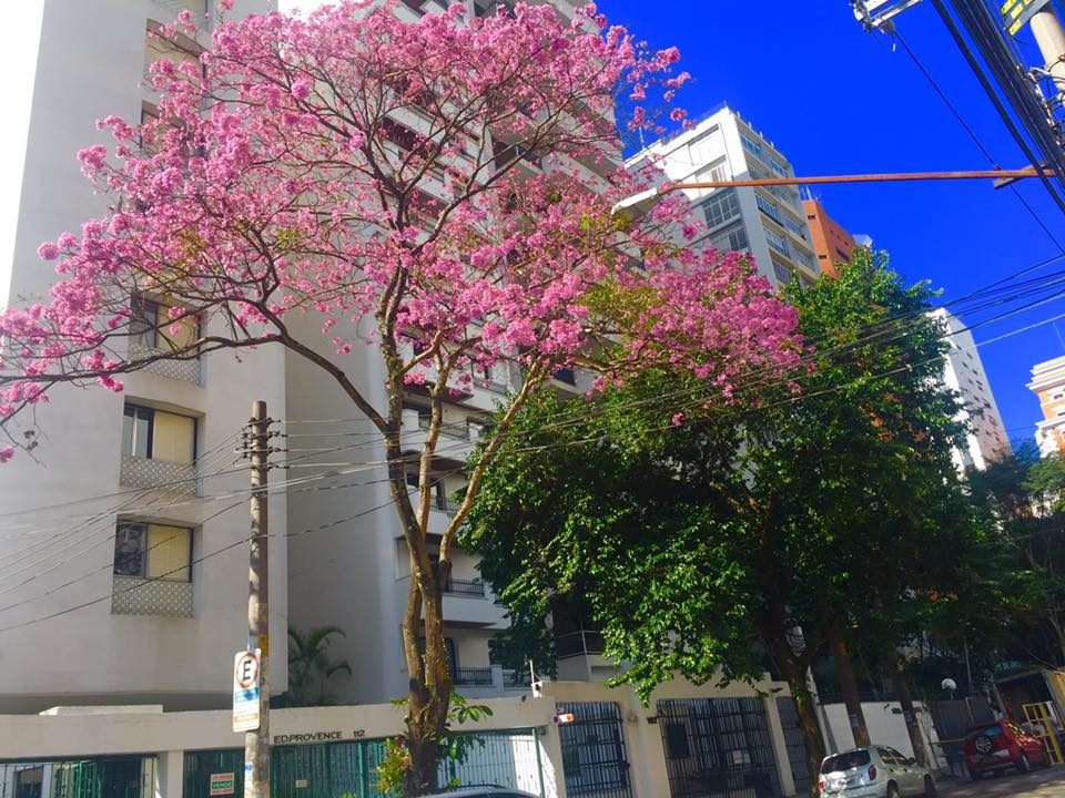 Sao Paulo, Brazil photo 6