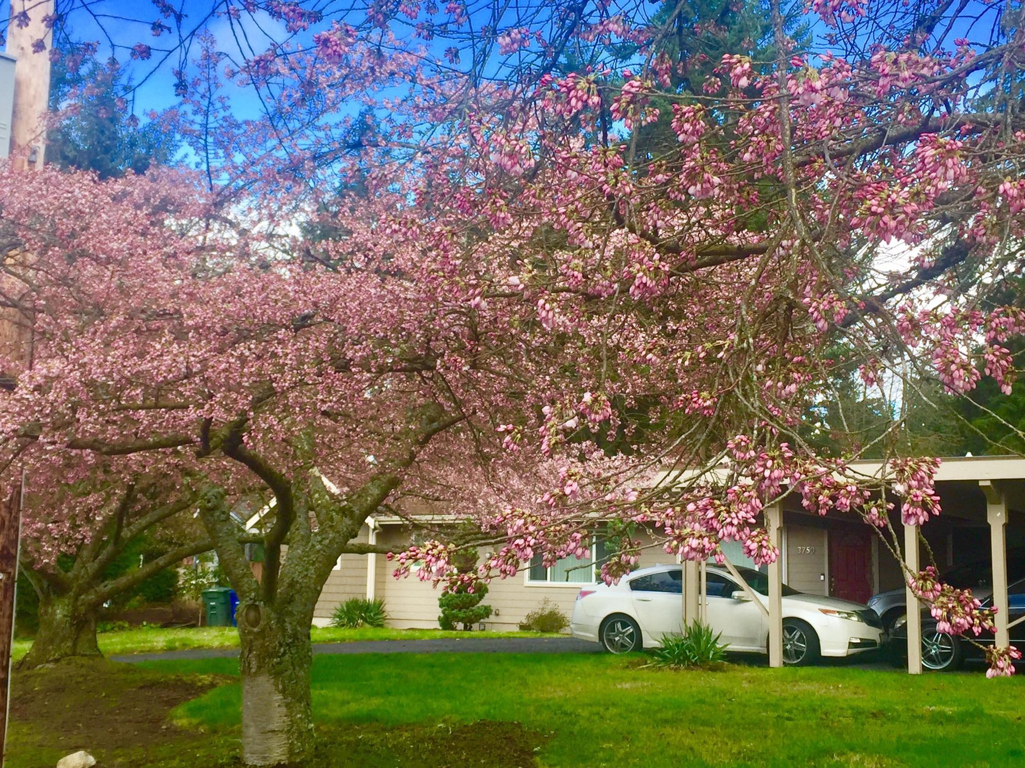 Seattle, USA photo 1