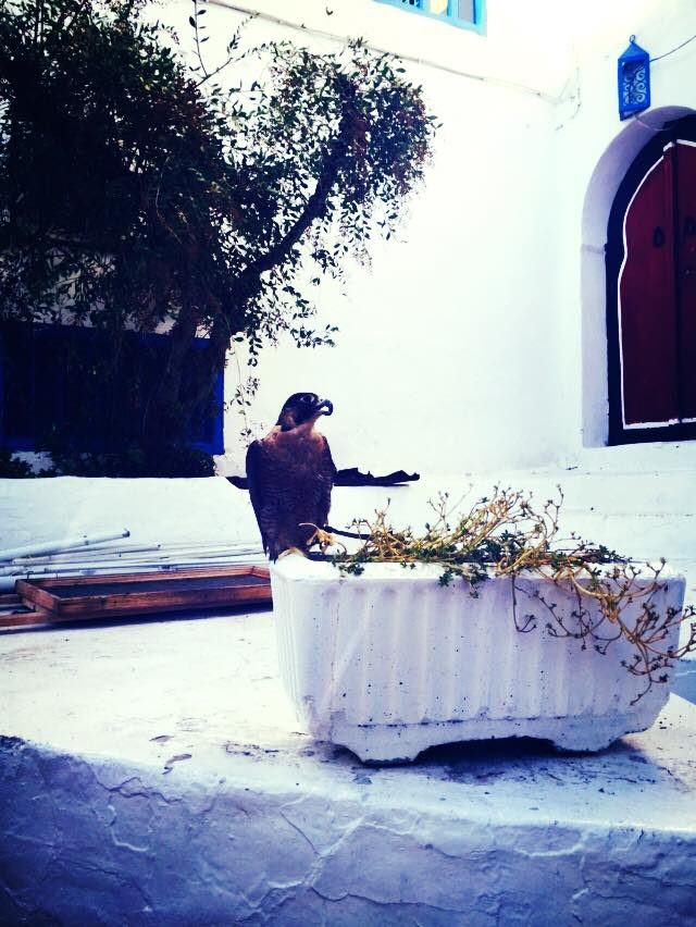 Sidi Bou Said, Tunisia photo 4